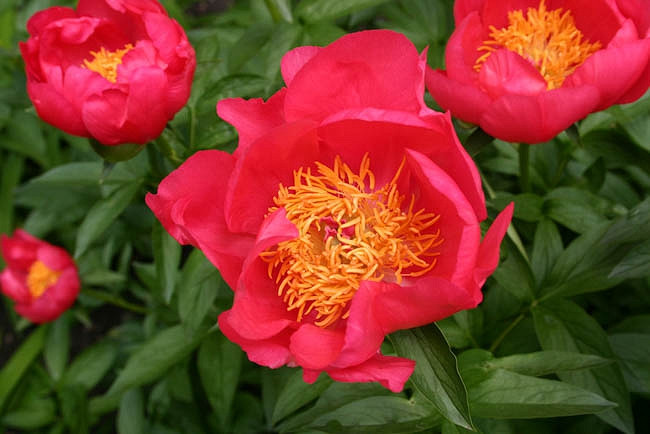 Paeonia 'Flame', Peony 'Flame', 'Flame' Peony, Red Peonies, Red Flowers, Fragrant Peonies
